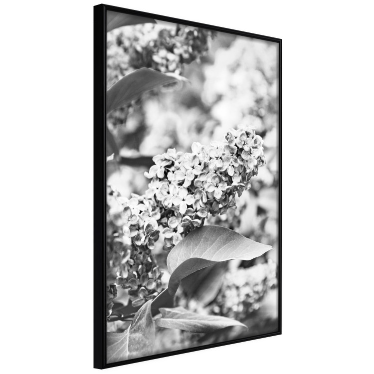 Wall Poster Monochrome Elder - black and white elderflower on blurred plant background 123921 additionalImage 12