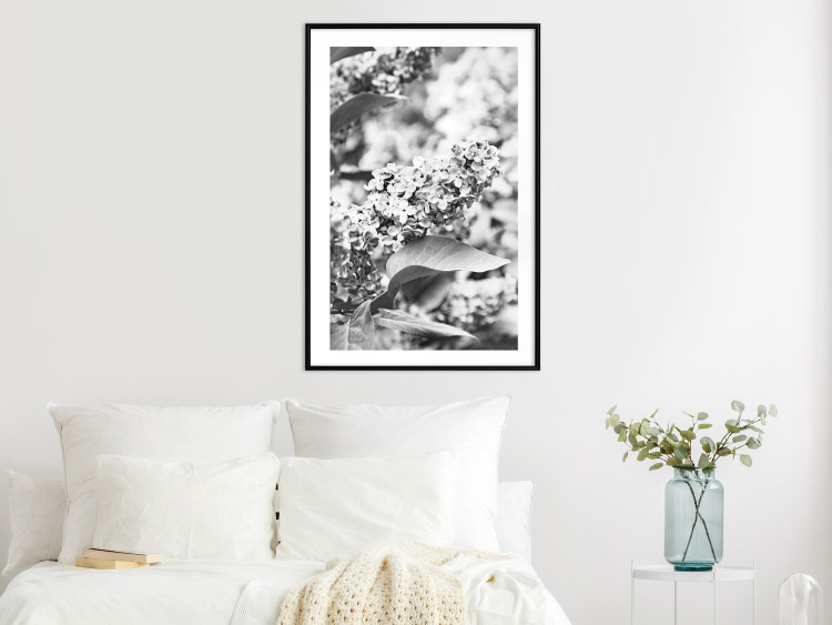 Wall Poster Monochrome Elder - black and white elderflower on blurred plant background 123921 additionalImage 6