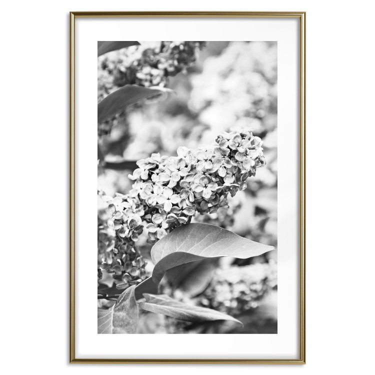 Wall Poster Monochrome Elder - black and white elderflower on blurred plant background 123921 additionalImage 27
