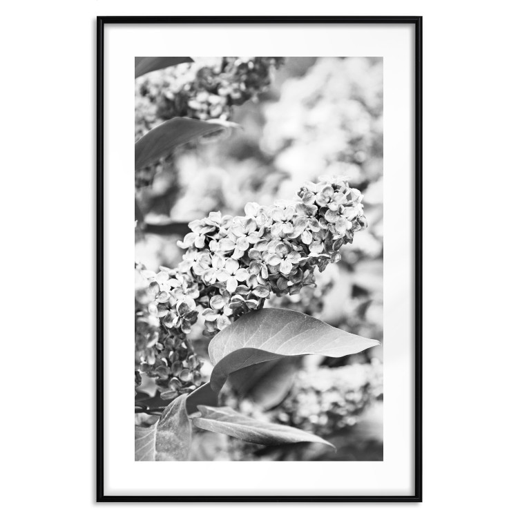 Wall Poster Monochrome Elder - black and white elderflower on blurred plant background 123921 additionalImage 25
