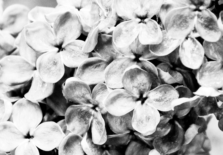 Wall Poster Monochrome Elder - black and white elderflower on blurred plant background 123921 additionalImage 11