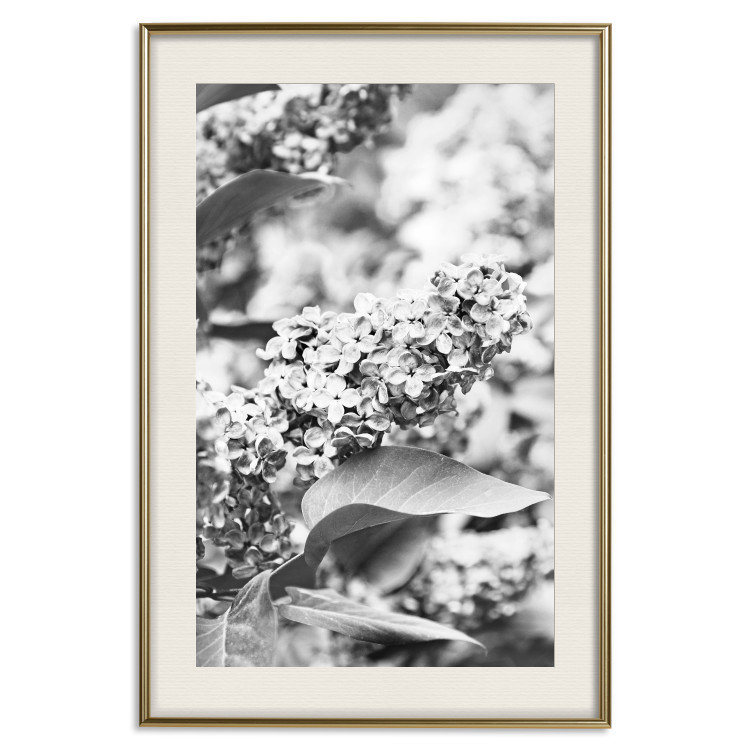 Wall Poster Monochrome Elder - black and white elderflower on blurred plant background 123921 additionalImage 23