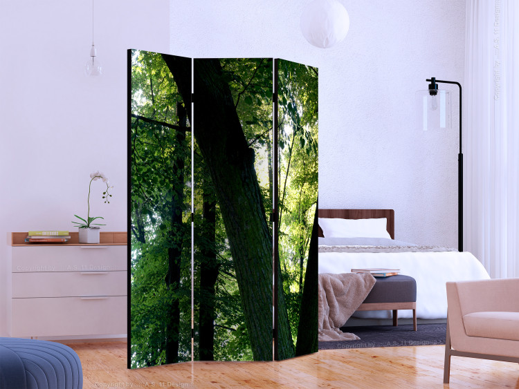 Folding Screen Spring in the Park - landscape of trees and leaves against sunlight 124021 additionalImage 2