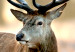Large canvas print Deer in the Cold [Large Format] 125121 additionalThumb 4