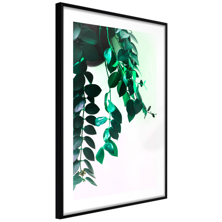 Poster Nature's Beads - plant with natural leaves on a contrasting background 129921 additionalImage 8