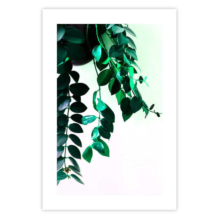 Poster Nature's Beads - plant with natural leaves on a contrasting background 129921 additionalImage 21