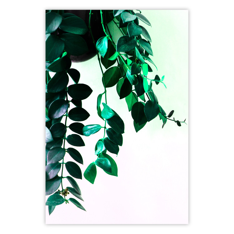 Poster Nature's Beads - plant with natural leaves on a contrasting background 129921