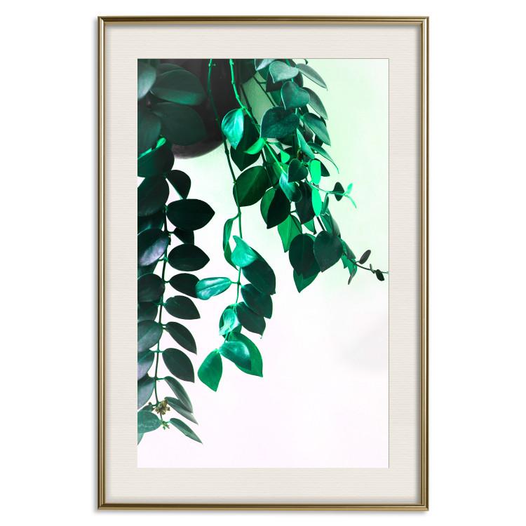 Poster Nature's Beads - plant with natural leaves on a contrasting background 129921 additionalImage 20