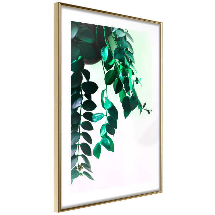 Poster Nature's Beads - plant with natural leaves on a contrasting background 129921 additionalImage 9