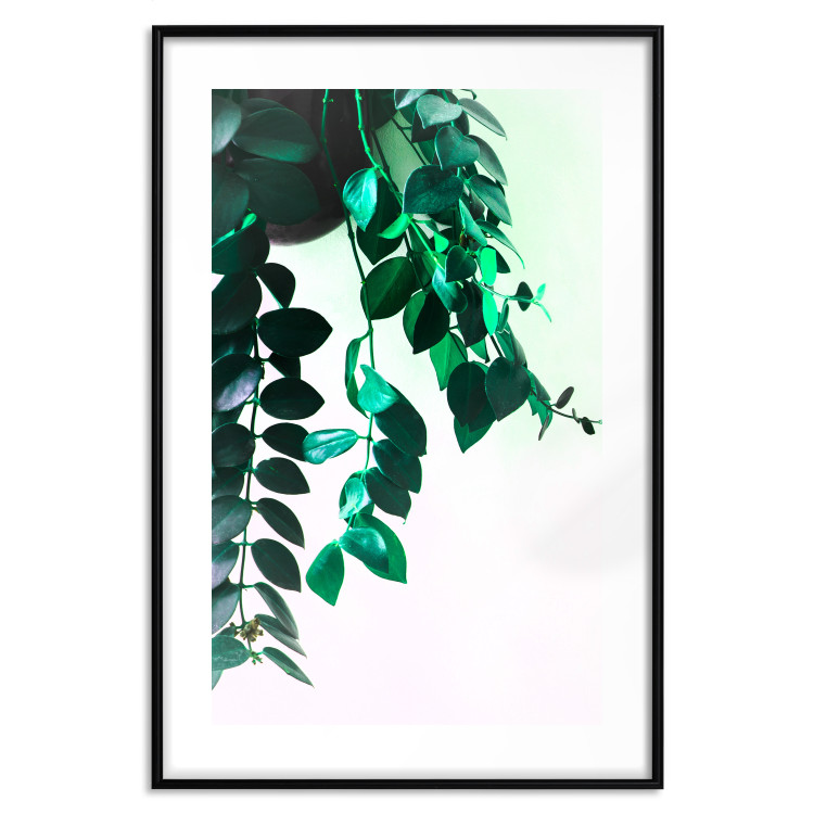 Poster Nature's Beads - plant with natural leaves on a contrasting background 129921 additionalImage 19