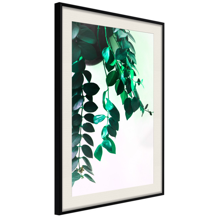 Poster Nature's Beads - plant with natural leaves on a contrasting background 129921 additionalImage 2