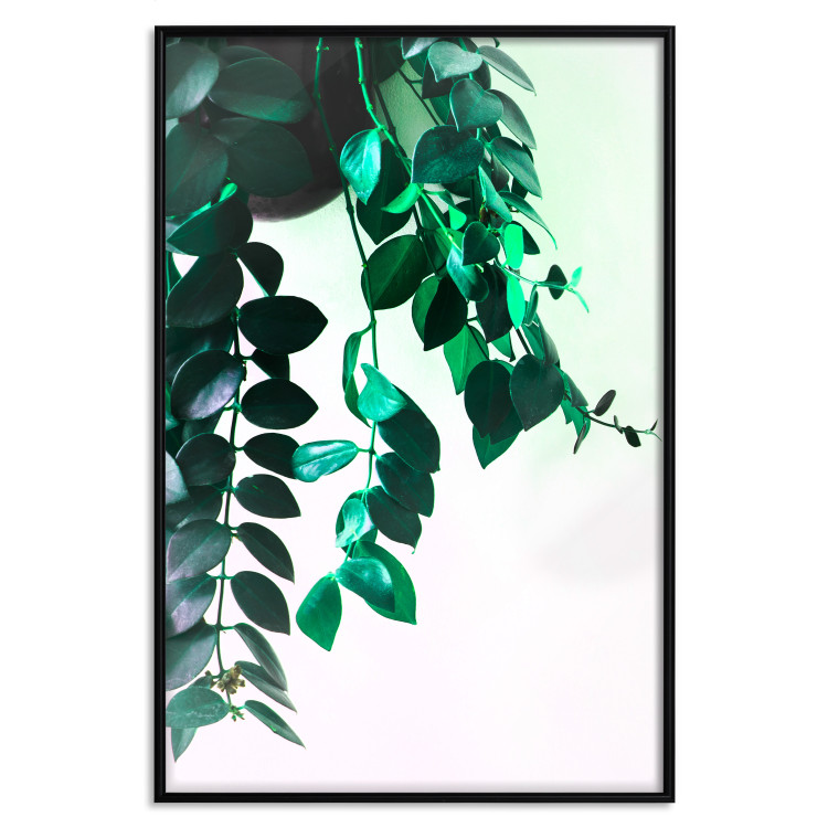 Poster Nature's Beads - plant with natural leaves on a contrasting background 129921 additionalImage 16