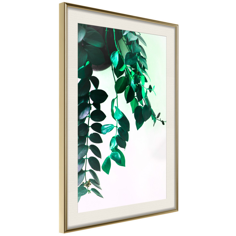 Poster Nature's Beads - plant with natural leaves on a contrasting background 129921 additionalImage 3