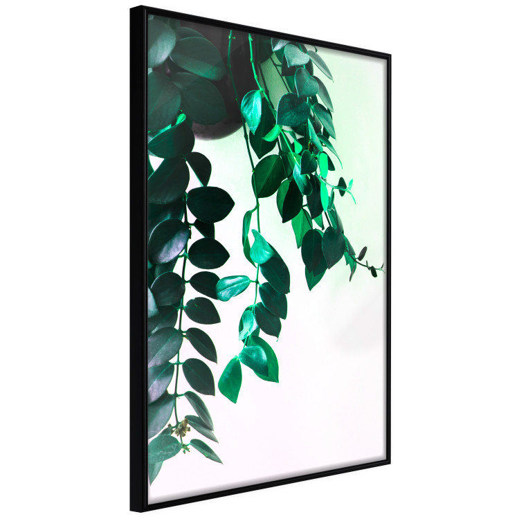 Poster Nature's Beads - plant with natural leaves on a contrasting background 129921 additionalImage 13