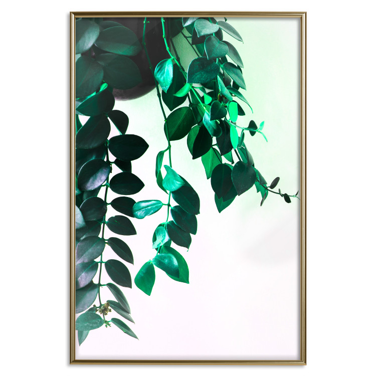 Poster Nature's Beads - plant with natural leaves on a contrasting background 129921 additionalImage 17
