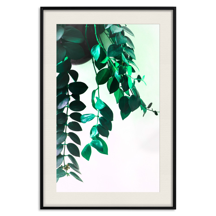 Poster Nature's Beads - plant with natural leaves on a contrasting background 129921 additionalImage 27