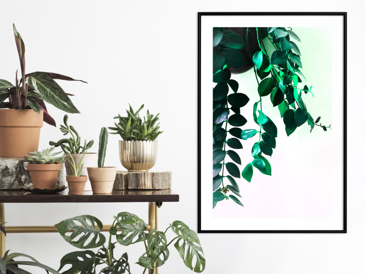 Poster Nature's Beads - plant with natural leaves on a contrasting background 129921 additionalImage 22