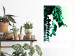 Poster Nature's Beads - plant with natural leaves on a contrasting background 129921 additionalThumb 5