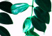Poster Nature's Beads - plant with natural leaves on a contrasting background 129921 additionalThumb 12