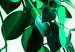 Poster Nature's Beads - plant with natural leaves on a contrasting background 129921 additionalThumb 11