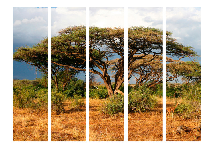 Room Divider Screen In the Land of Samburu, Kenya II - natural tropical landscape of trees 134021 additionalImage 3