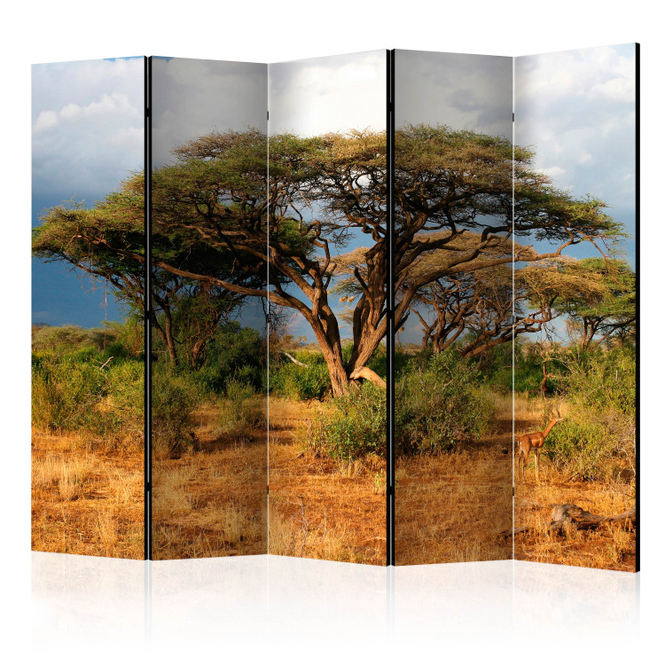 Room Divider Screen In the Land of Samburu, Kenya II - natural tropical landscape of trees 134021