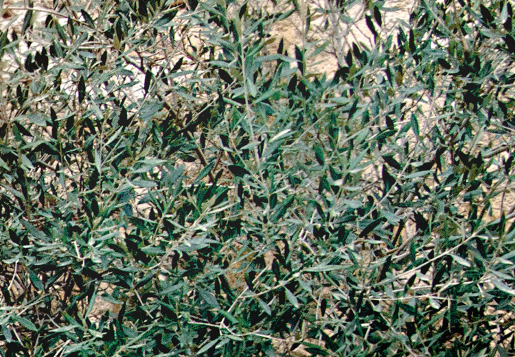 Large canvas print Tuscan Green [Large Format] 150921 additionalImage 3