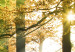 Canvas Art Print A calm autumn forest 58521 additionalThumb 5