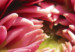 Canvas Print Blooming garden- dahlia 58621 additionalThumb 5