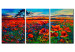 Canvas Valley of Poppies 90221