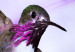 Wall Mural Flying hummingbirds - flying birds motif among flowers in purple 108031 additionalThumb 7