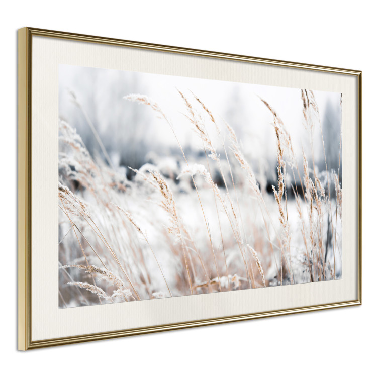Poster Land of Ice - winter landscape of a meadow with golden plants on a light background 129831 additionalImage 4