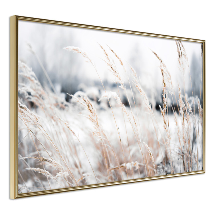 Poster Land of Ice - winter landscape of a meadow with golden plants on a light background 129831 additionalImage 14
