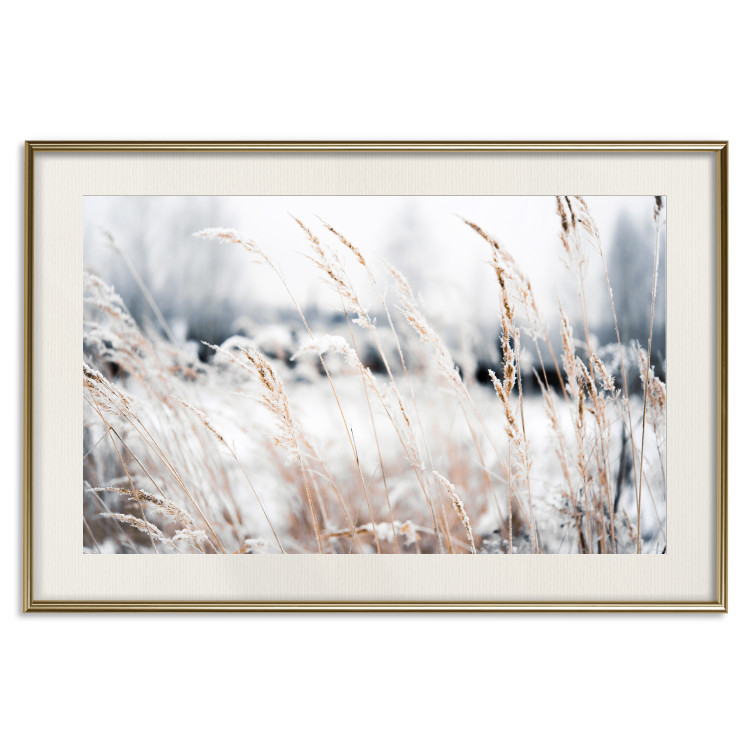 Poster Land of Ice - winter landscape of a meadow with golden plants on a light background 129831 additionalImage 20