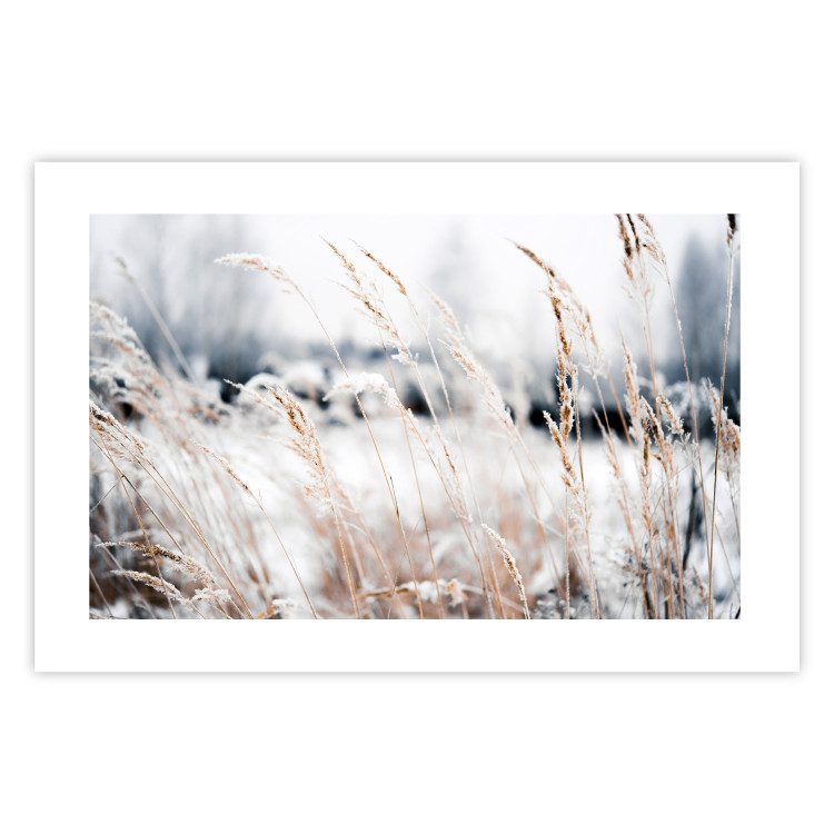 Poster Land of Ice - winter landscape of a meadow with golden plants on a light background 129831 additionalImage 25