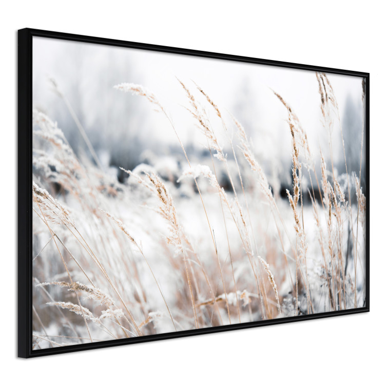 Poster Land of Ice - winter landscape of a meadow with golden plants on a light background 129831 additionalImage 11
