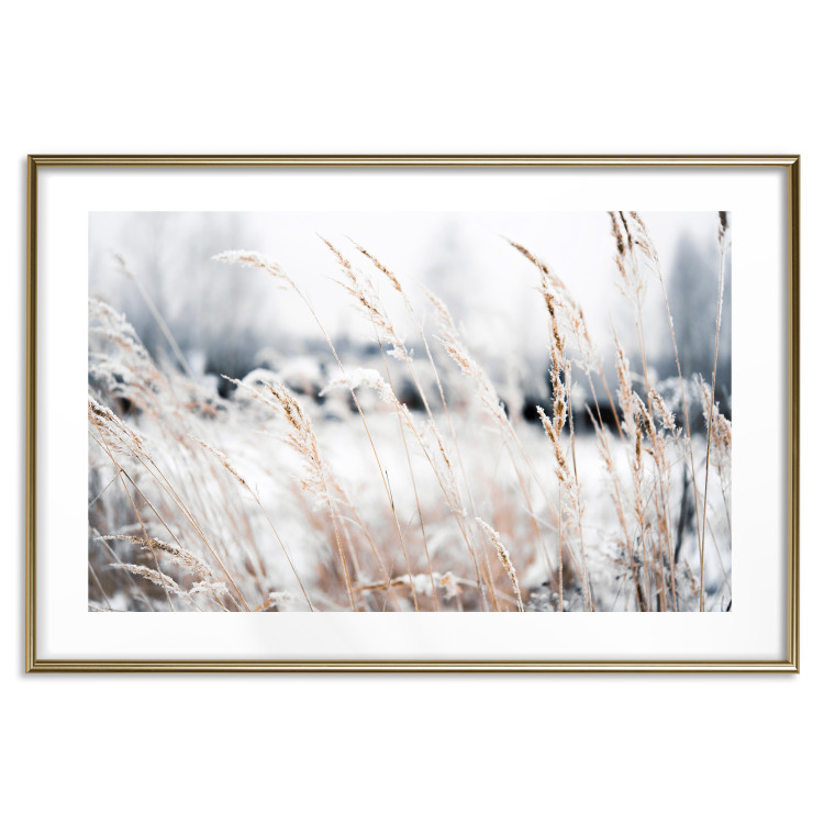 Poster Land of Ice - winter landscape of a meadow with golden plants on a light background 129831 additionalImage 14