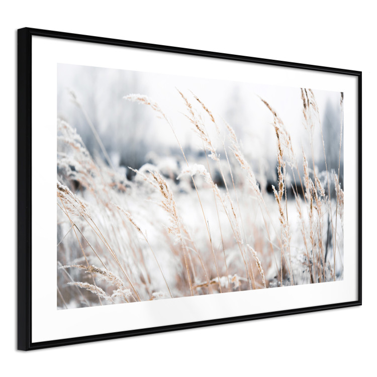 Poster Land of Ice - winter landscape of a meadow with golden plants on a light background 129831 additionalImage 9
