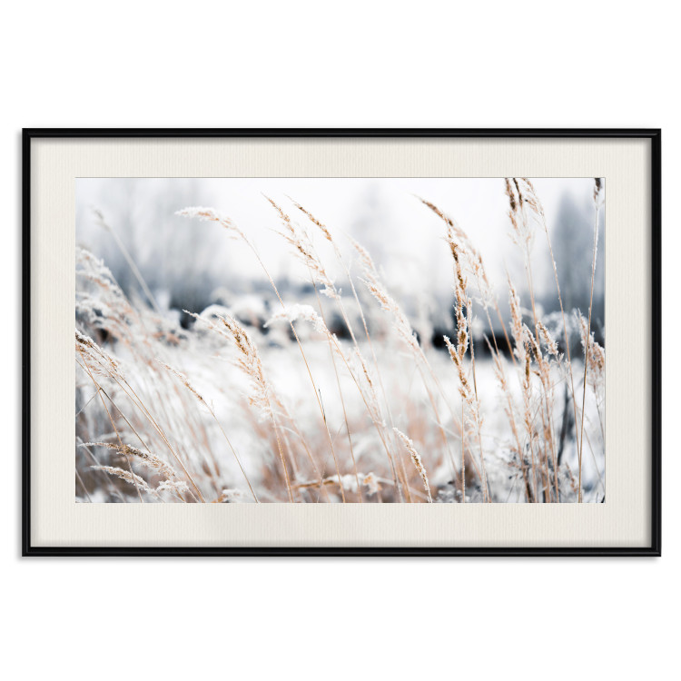 Poster Land of Ice - winter landscape of a meadow with golden plants on a light background 129831 additionalImage 19