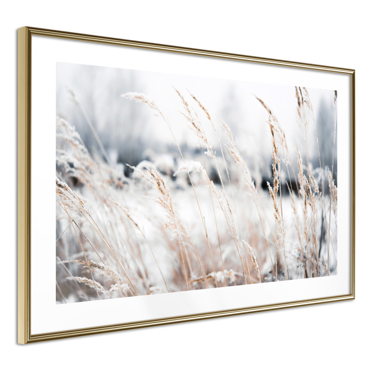 Poster Land of Ice - winter landscape of a meadow with golden plants on a light background 129831 additionalImage 10
