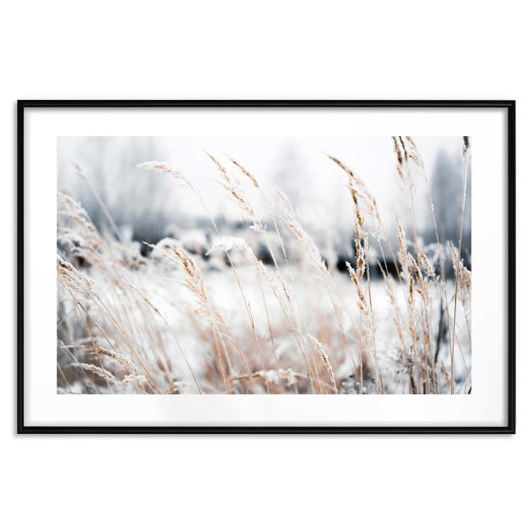 Poster Land of Ice - winter landscape of a meadow with golden plants on a light background 129831 additionalImage 15