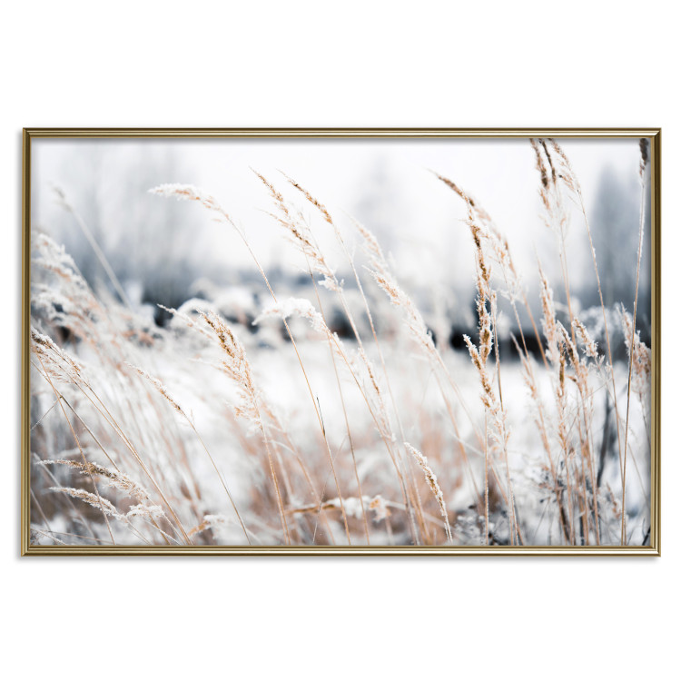 Poster Land of Ice - winter landscape of a meadow with golden plants on a light background 129831 additionalImage 17