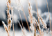 Poster Land of Ice - winter landscape of a meadow with golden plants on a light background 129831 additionalThumb 10