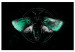 Canvas Art Print Night Moth (1-piece) Wide - third variant - green wings 142531