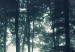 Large canvas print Forest in the Mist [Large Format] 150831 additionalThumb 4