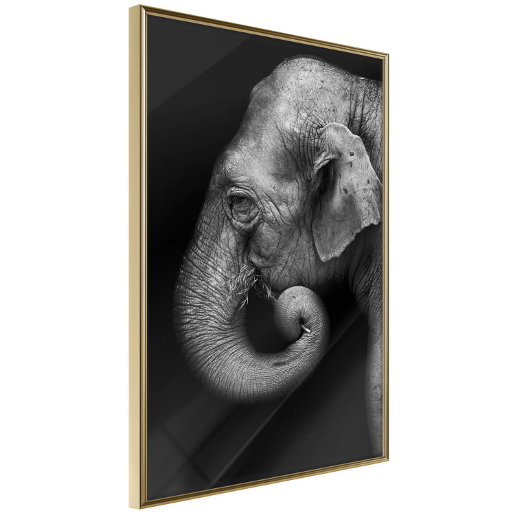 Poster Elephant Portrait - black and white composition with an African animal 116441 additionalImage 14