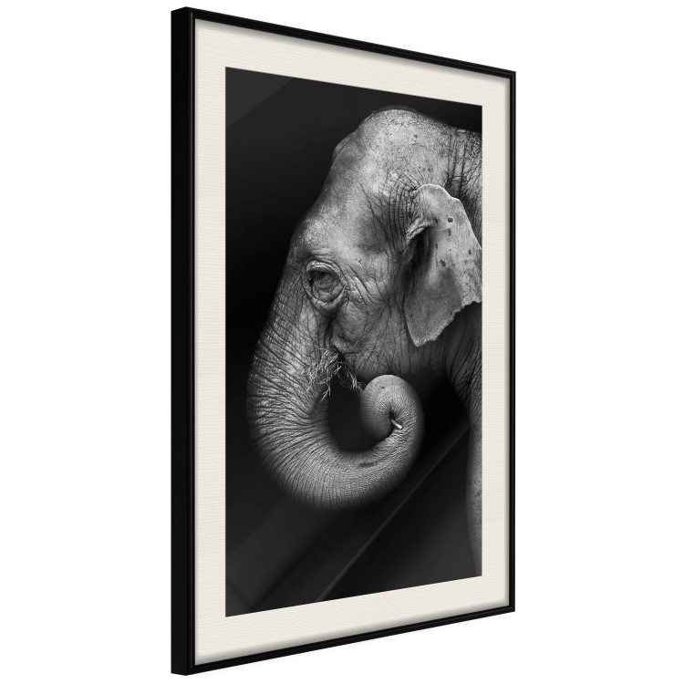 Poster Elephant Portrait - black and white composition with an African animal 116441 additionalImage 3