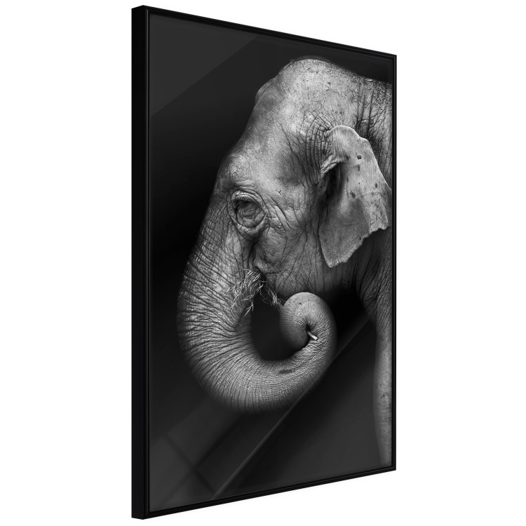 Poster Elephant Portrait - black and white composition with an African animal 116441 additionalImage 10