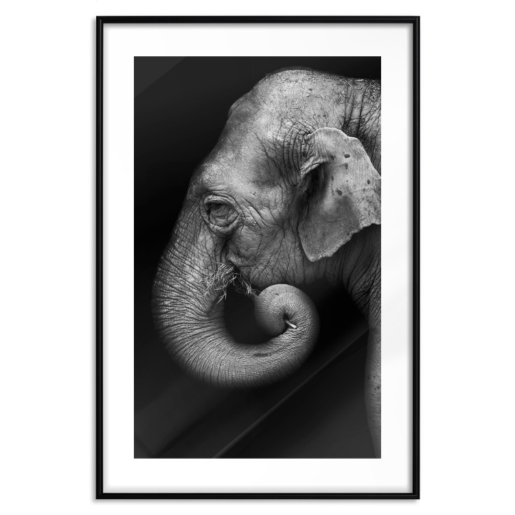 Poster Elephant Portrait - black and white composition with an African animal 116441 additionalImage 15