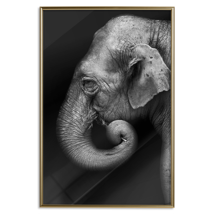 Poster Elephant Portrait - black and white composition with an African animal 116441 additionalImage 20